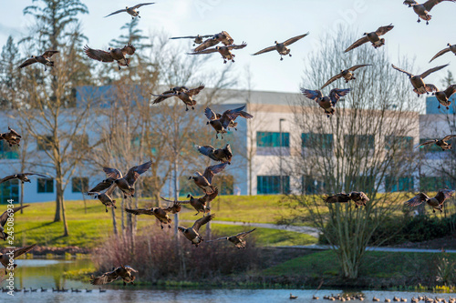 Foto A gaggle of Canada geese landing on a pond surface in a Dawson Creek park, HIlls