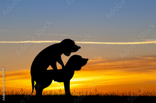 dogs coupling at sunset