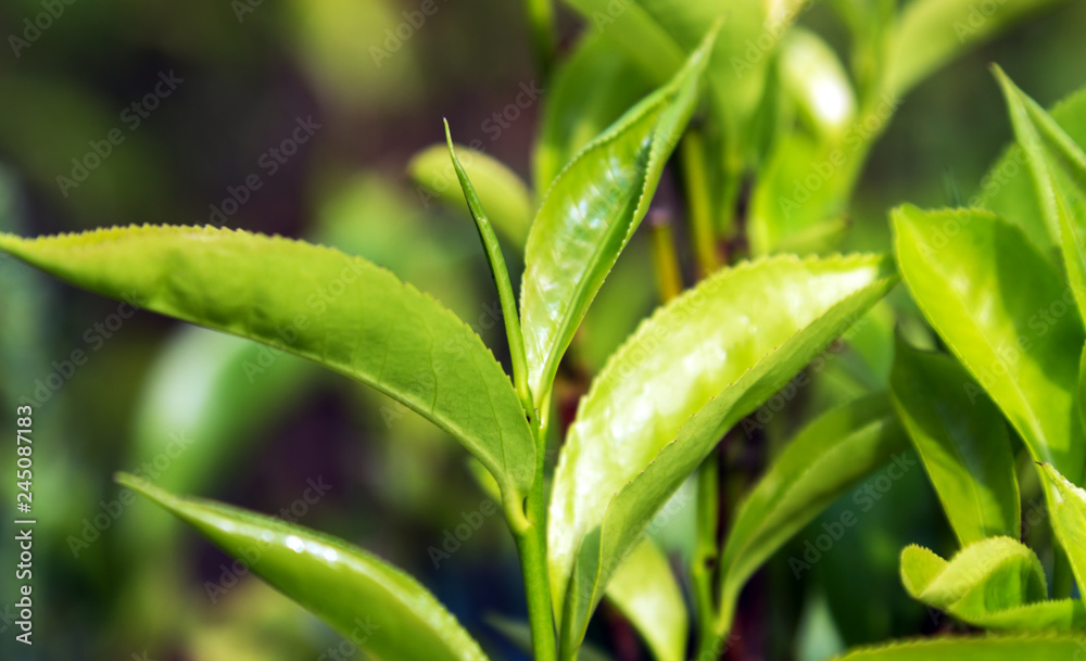 Green tea leaves background bushes Green tea leaves background bushes