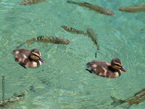 Two little ducks swimming in the azure lake among fishes 