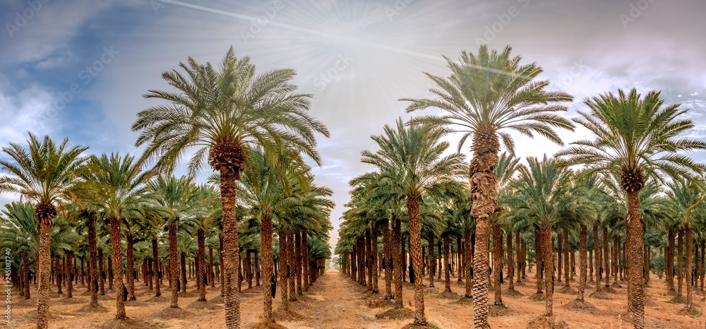 Panoramic image with plantation of date palms, image depicts an advanced desert agriculture in the Middle East. 