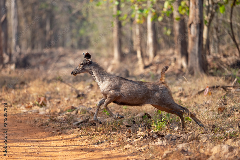 Naklejka premium Galloping Sambar Deer seen at Tadoba, Chandrapur, Maharashtra, India.
