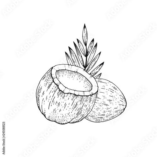 Summer tropic coconut fruit. Exotic coco food hand drawn vintage art. Cool vector illustration isolated on white background. Trendy line art for coloring book, t-shirt print, card design, logo, poster