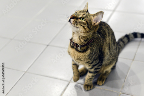 Cute cat looking at camera assorted angles © Mehmet Doruk Tasci