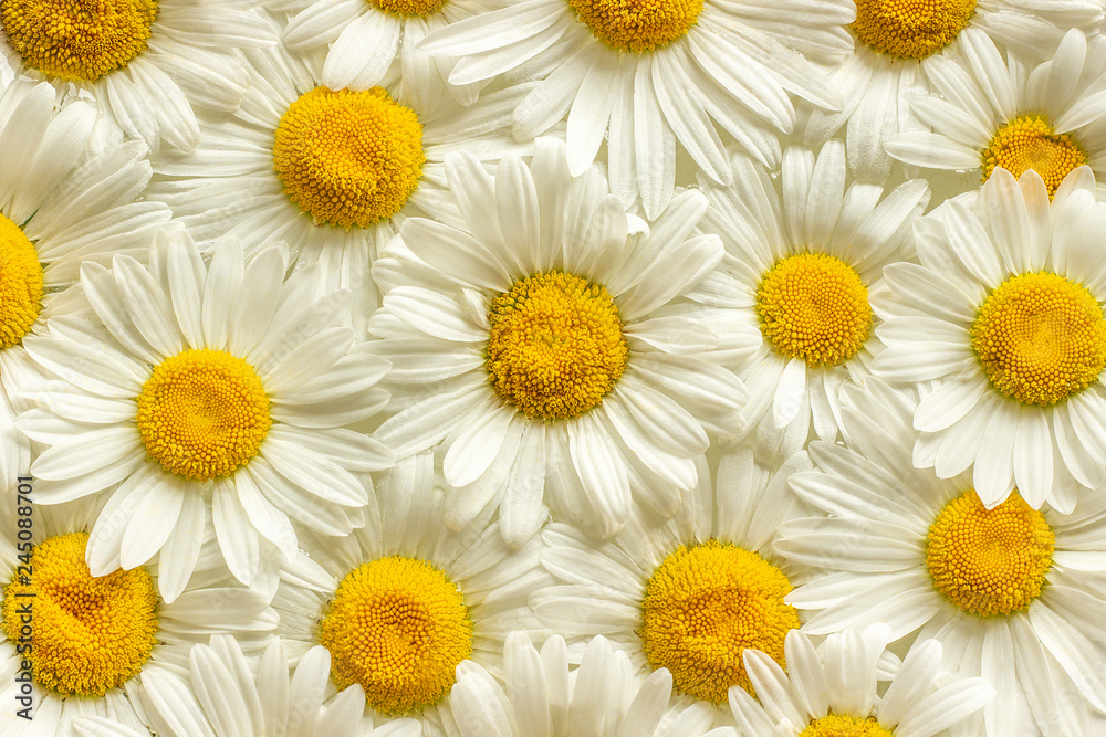 Fototapeta premium Many field flowers chamomile daisies close up as background or texture for your design