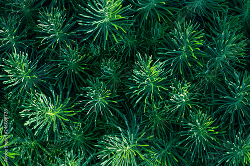 Green decorative plant grass  background  texture. Euphorbia cyparissias ornamental perennial in landscape design garden or park Abstract pattern Top view