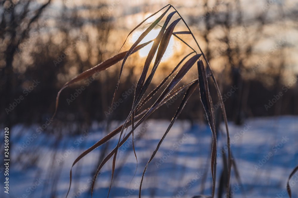 Fototapeta premium frozen grass at sunrise close-up