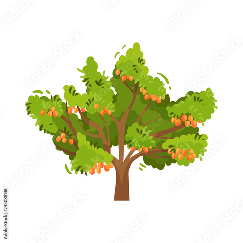 Flat vector icon of large tree with juicy apricots and green foliage. Summer fruit. Garden plant