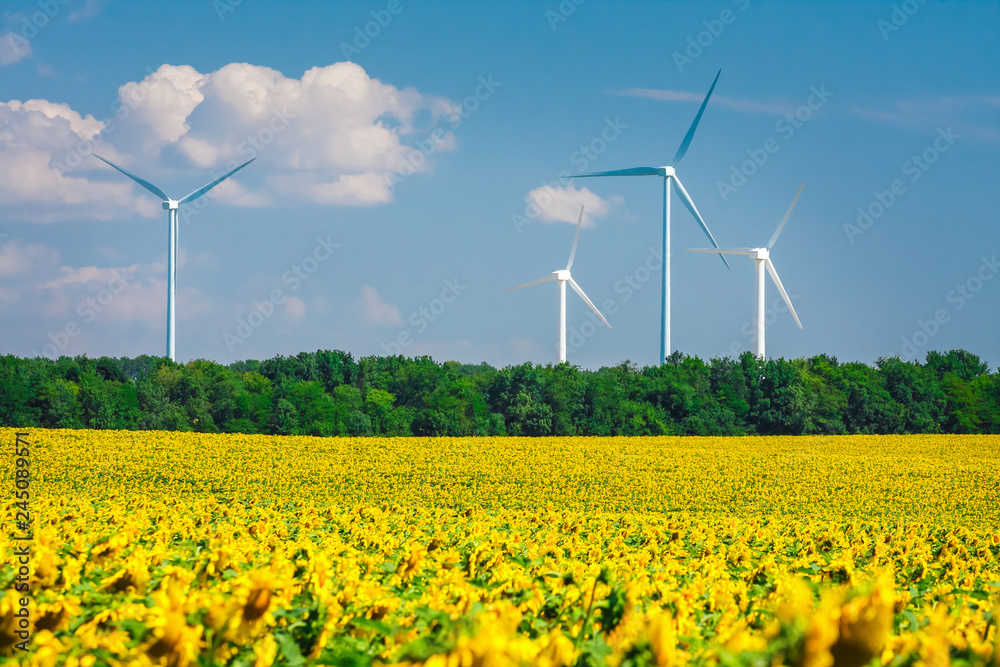 sunflower field with windmills on blue sky background