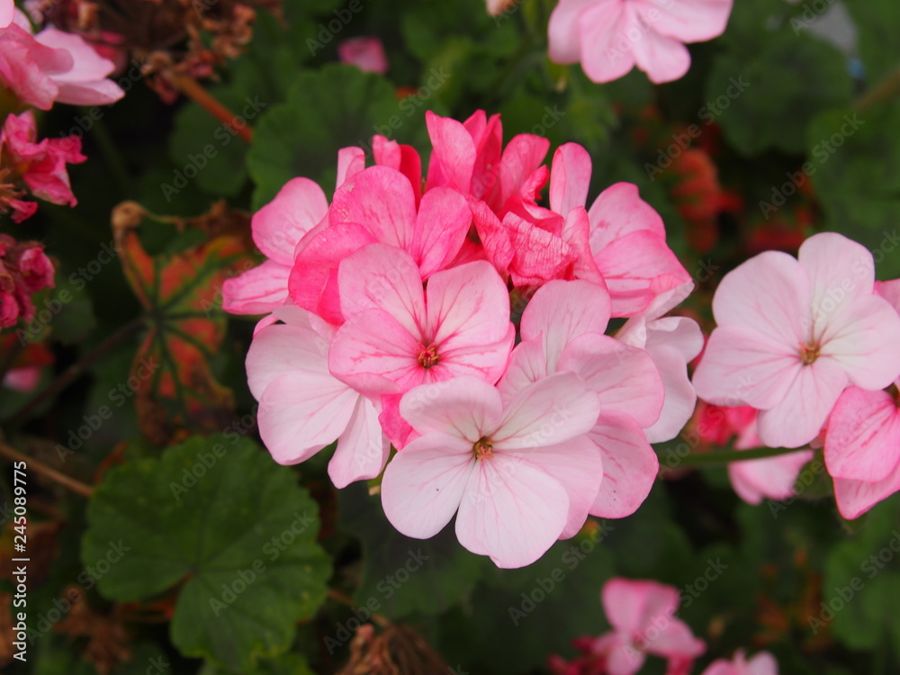 春の花々 春の花々
