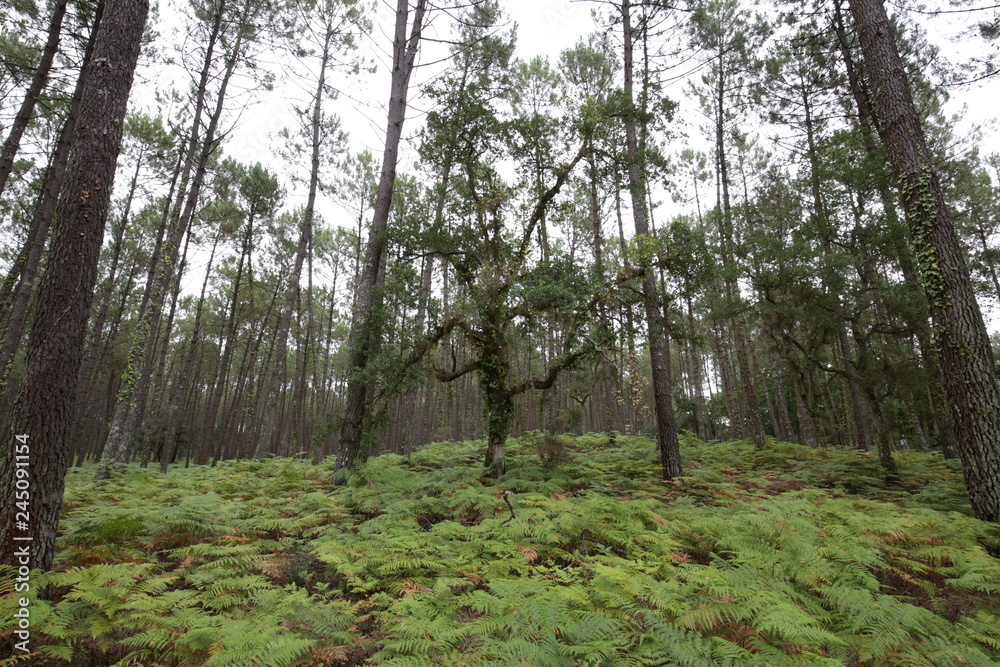 Obraz premium arbre seul