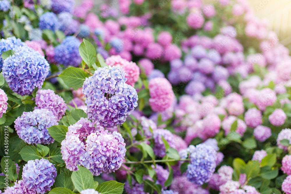 Hydrangea is pink, blue, lilac, violet, purple bushes. Flowers are blooming in spring and summer in countryside garden. Hydrangea is pink, blue, lilac, violet, purple bushes. Flowers are blooming in spring and summer in countryside garden.