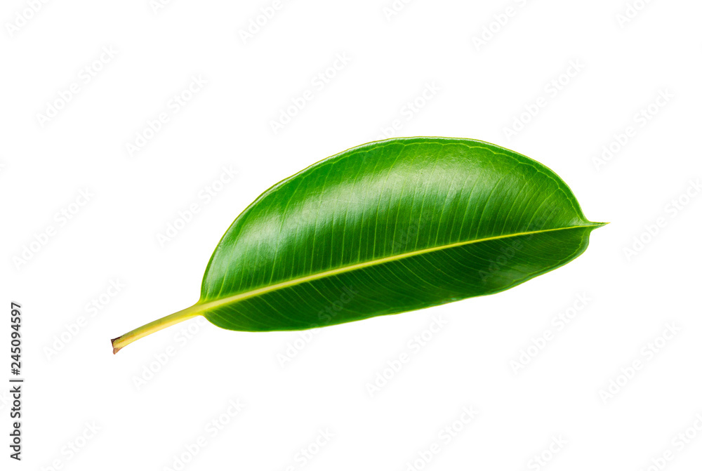 Tropical green leaf isolated on white background with clipping path. Tropical green leaf isolated on white background with clipping path.