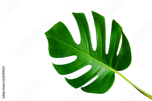 Monstera leaf isolated on white background with clipping path.