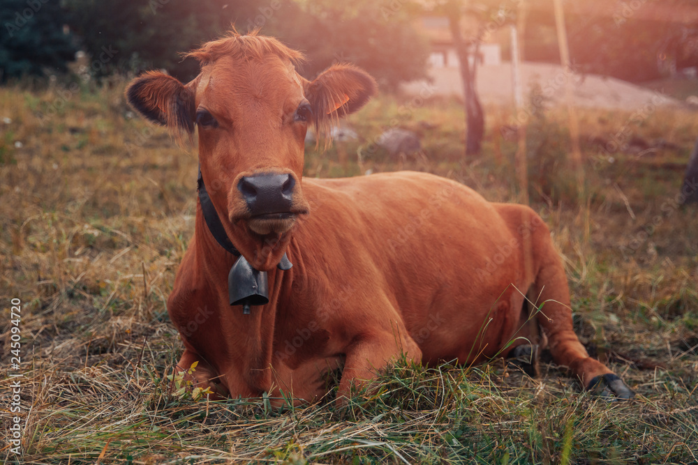 Redhead cow with bell around its neck rests on field in Alps Redhead cow with bell around its neck rests on field in Alps