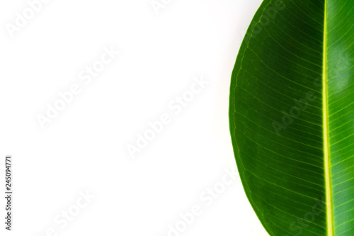 Close up tropical green leaf isolated on white background in flay lay and top view.