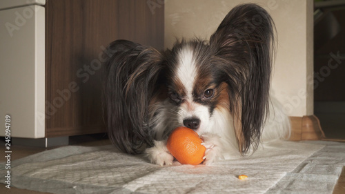 Papillon dog trying to peel a tangerine peel