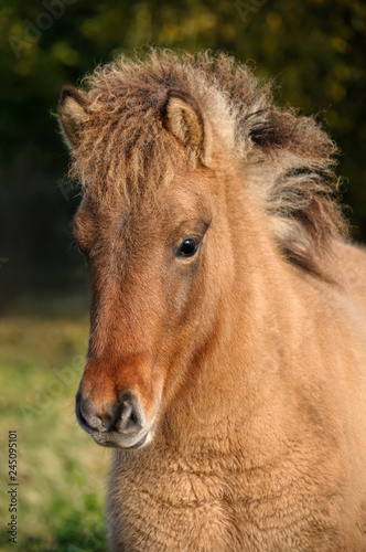 A dun colored Icelandic horse foal with dark head mask  portrait