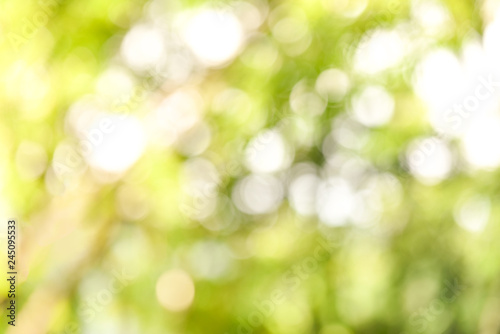 Abstract green background / Blur of green tree on nature and bokeh