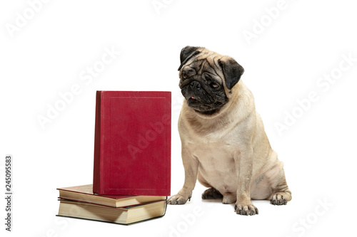 The smart intelligent pug puppy dog sitting down between piles of books isolated on white background © master1305