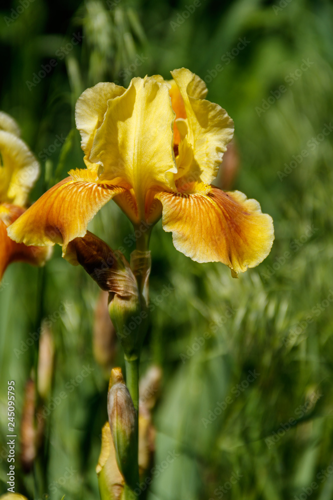 Fototapeta premium Beautiful iris flower on flowerbed in garden