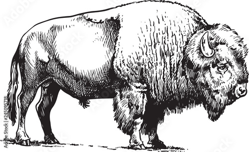 Print op canvas Buffalo - American Bison