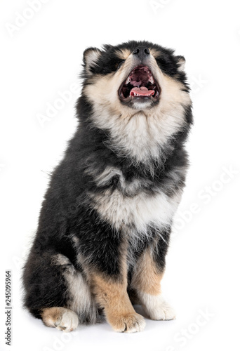 puppy Finnish Lapphund