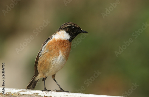 A stunning male Stonechat (Saxicola torquata) perched on a fence. 