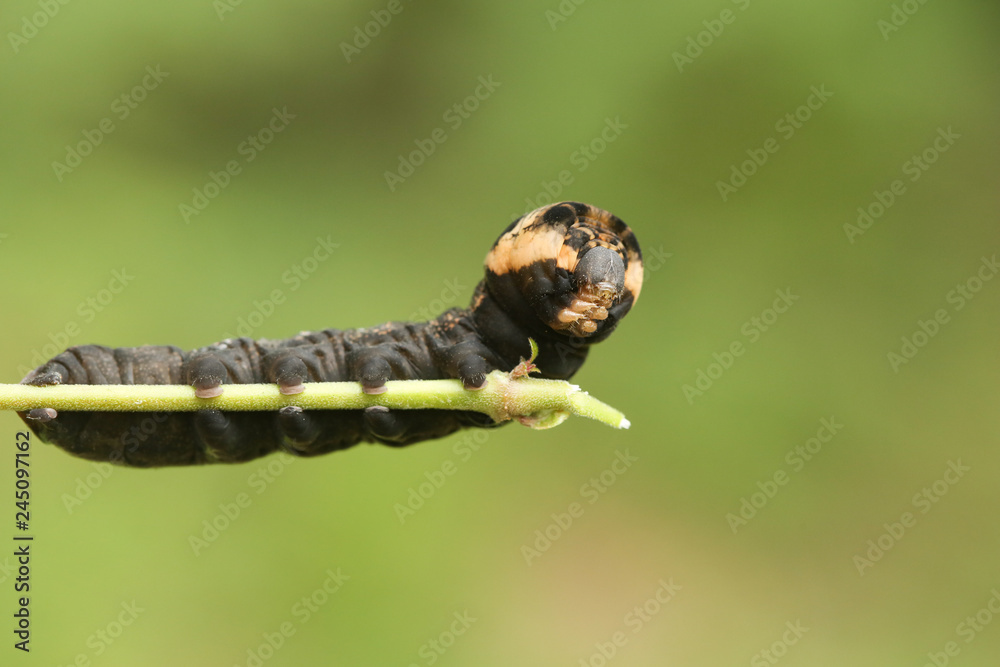 An Elephant Hawk-moth Caterpillar (Deilephila elpenor) feeding on willow-herb. An Elephant Hawk-moth Caterpillar (Deilephila elpenor) feeding on willow-herb.