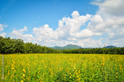 yellow field in blue sky with tree and mountain background