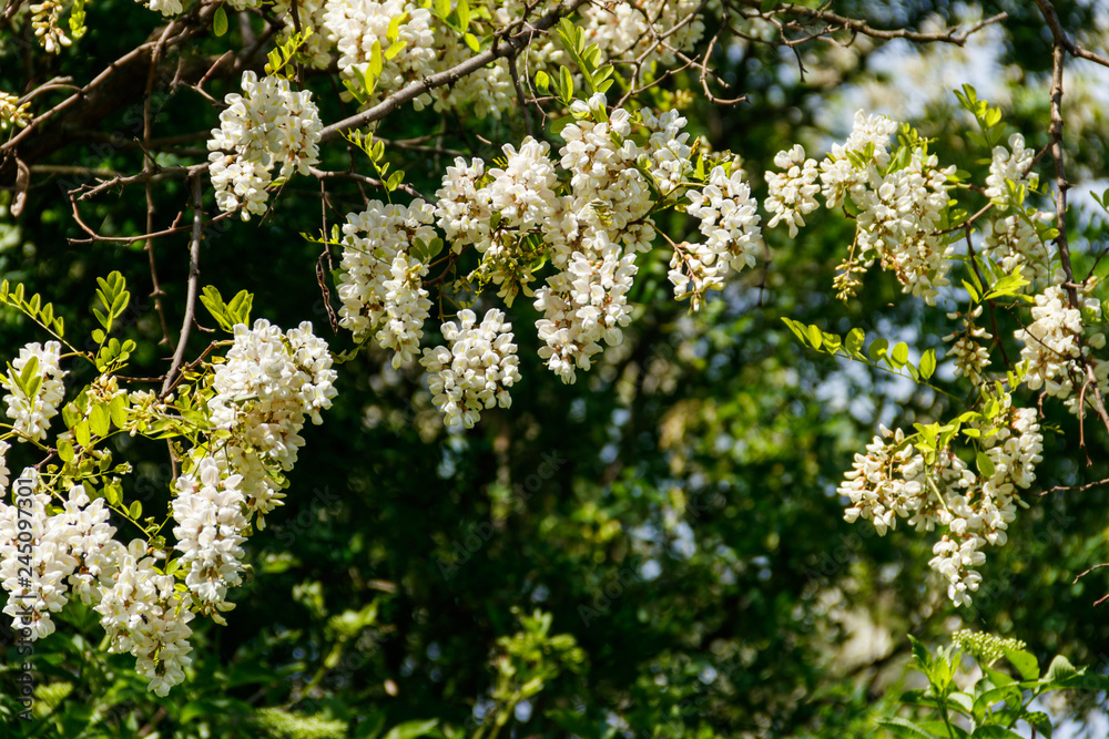 White acacia flower closeup (Robinia pseudoacacia). Acacia tree bloom White acacia flower closeup (Robinia pseudoacacia). Acacia tree bloom