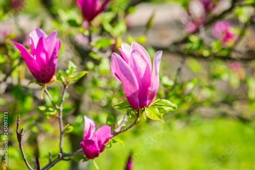 Blossoming pink magnolia flowers in the garden  natural floral spring background