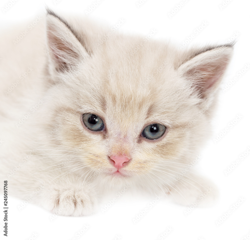 Portrait of a kitten on a white background