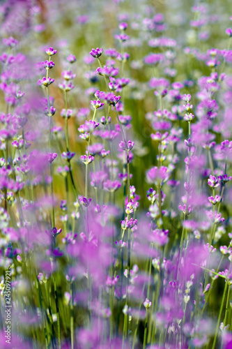 Blooming lavender closeup