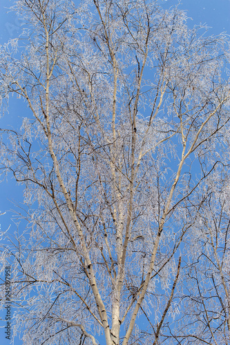 Frozen branches on a tree against a blue sky