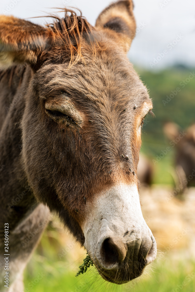 Portrait of a donkey eating grass
