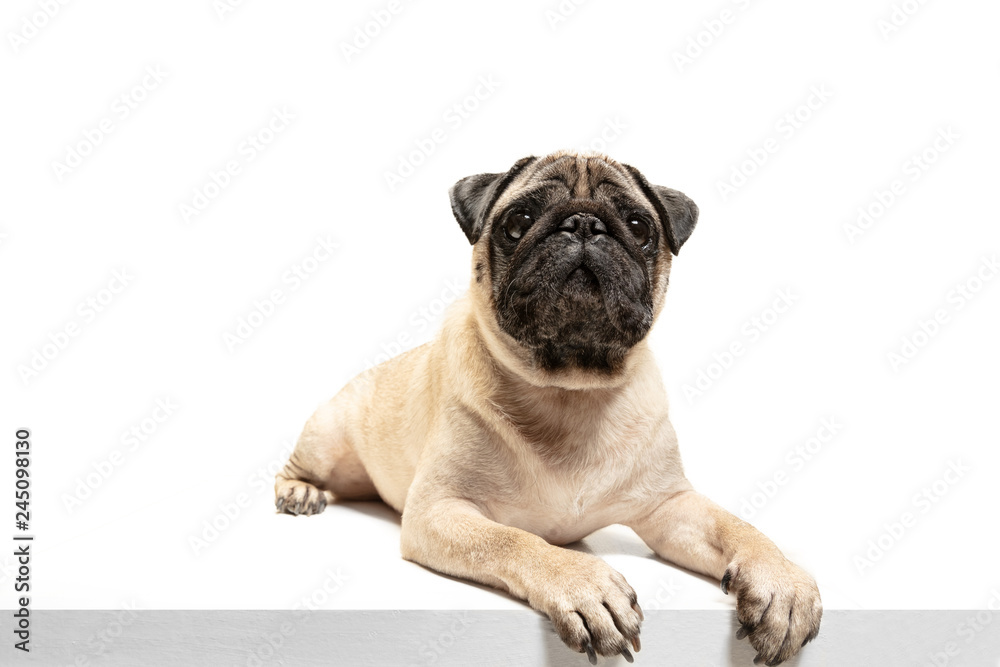 Cute pet dog pug breed sitting and smile with happiness feeling so funny and making serious face. Purebred and smart dog isolated on white background. The friendly concept