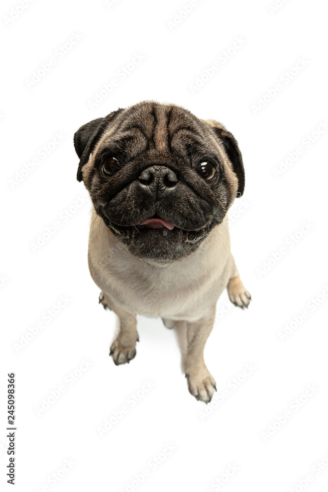 Cute pet dog pug breed sitting and smile with happiness feeling so funny and making serious face. Purebred and smart dog isolated on white background. The friendly concept