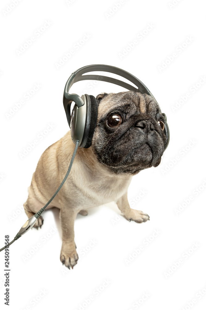 The dog listening to music in headphones. Pug Dog isolated on white studio background