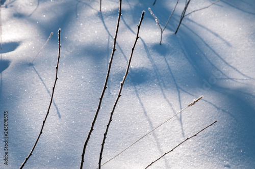 Thin frozen branches on a background of snow, expressive light and shadow.