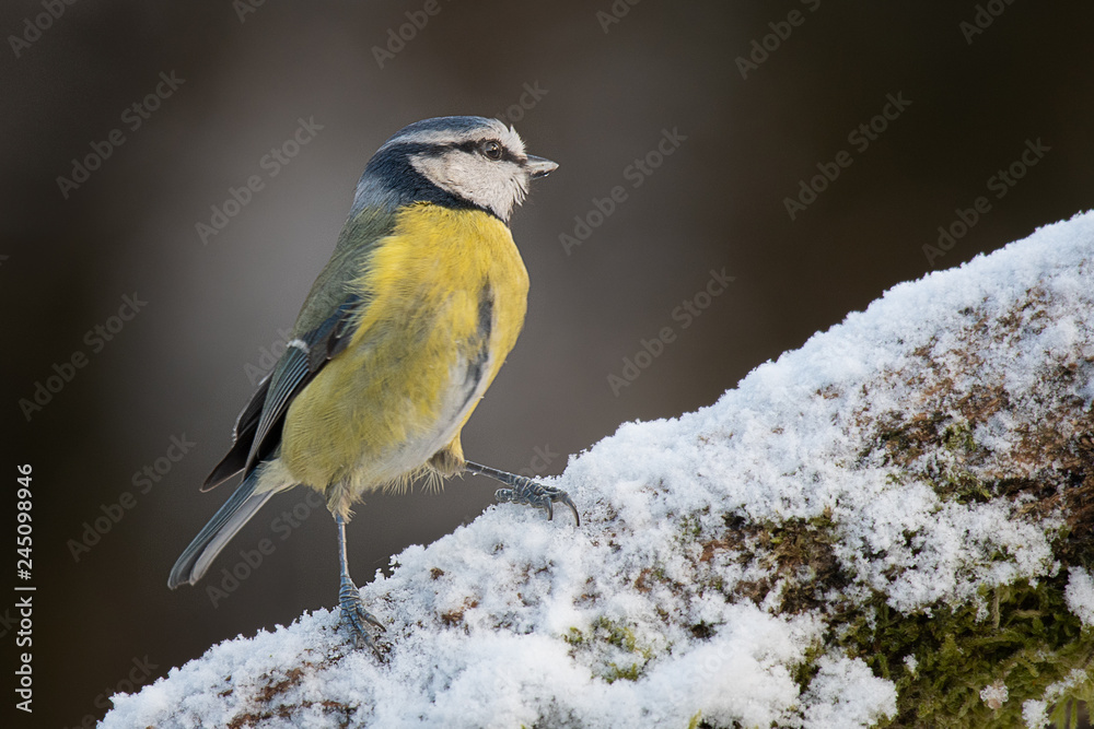 Obraz premium A close up portrait of a blue tit perched on a snow covered branch standing up and looking to the right with copy space