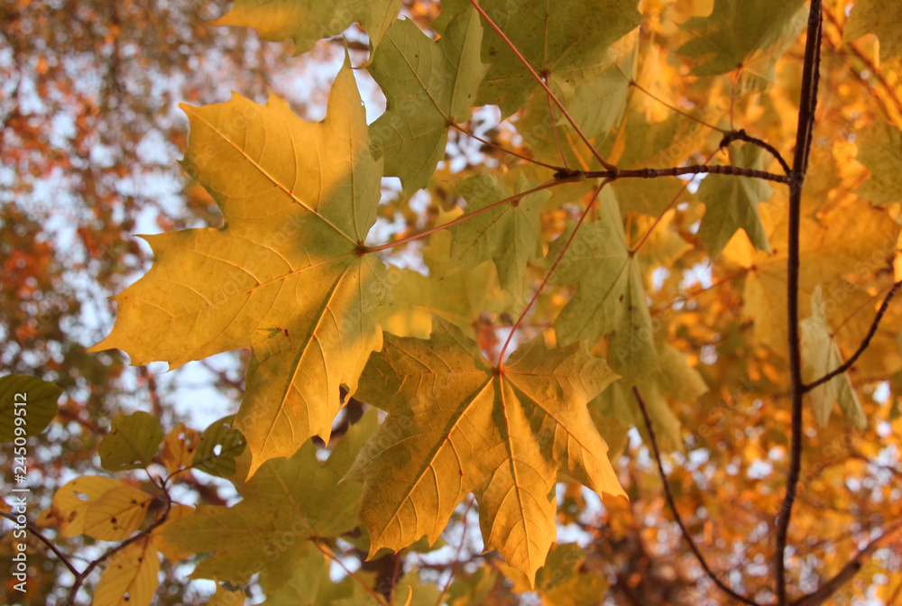 maple leaves in autumn maple leaves in autumn