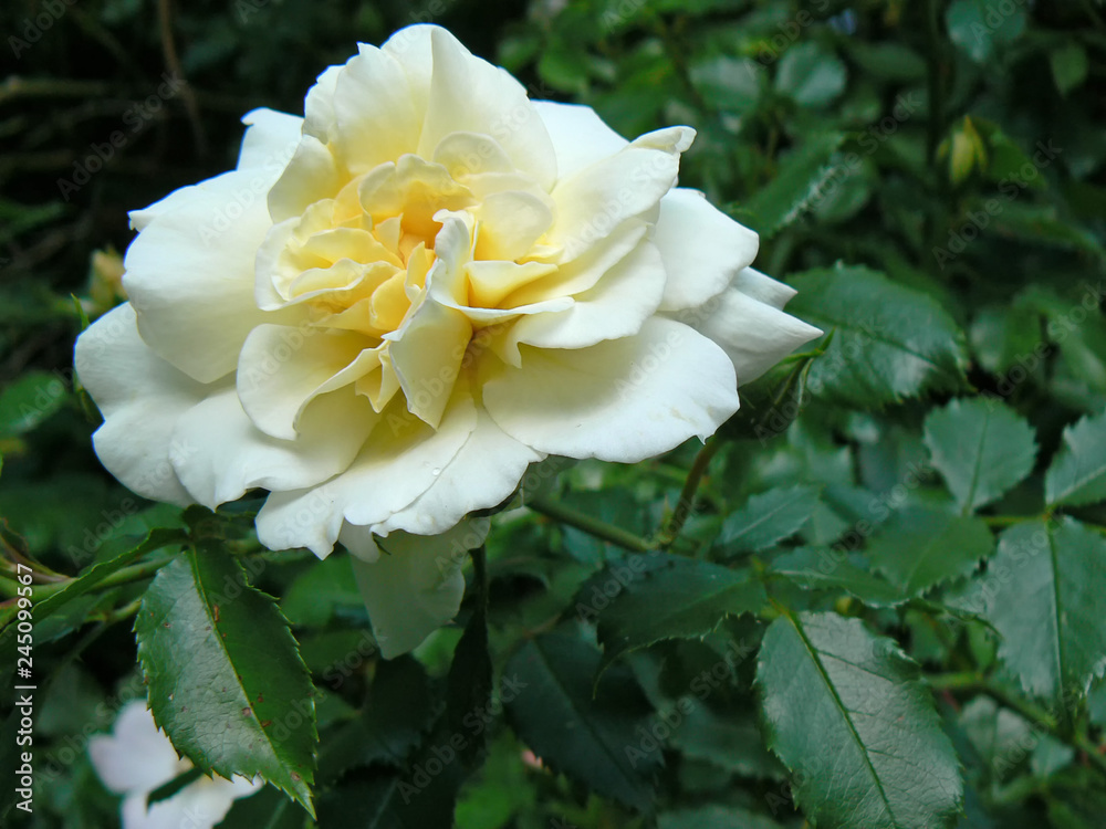 yellow rose in bloom yellow rose in bloom