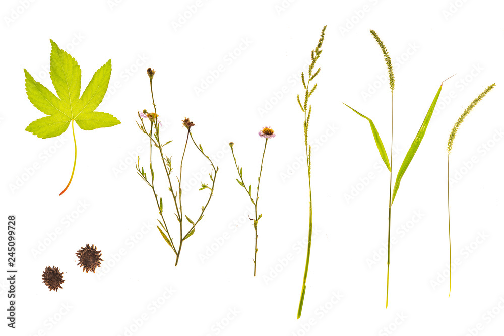 Set of grass, leaves, flowers, plants, and stems. Collection of green leaves isolated on white. High definition close up shooting.