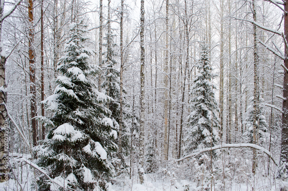 Fototapeta premium Snowy forest in winter