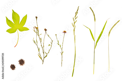 Set of grass  leaves  flowers  plants  and stems. Collection of green leaves isolated on white. High definition close up shooting.