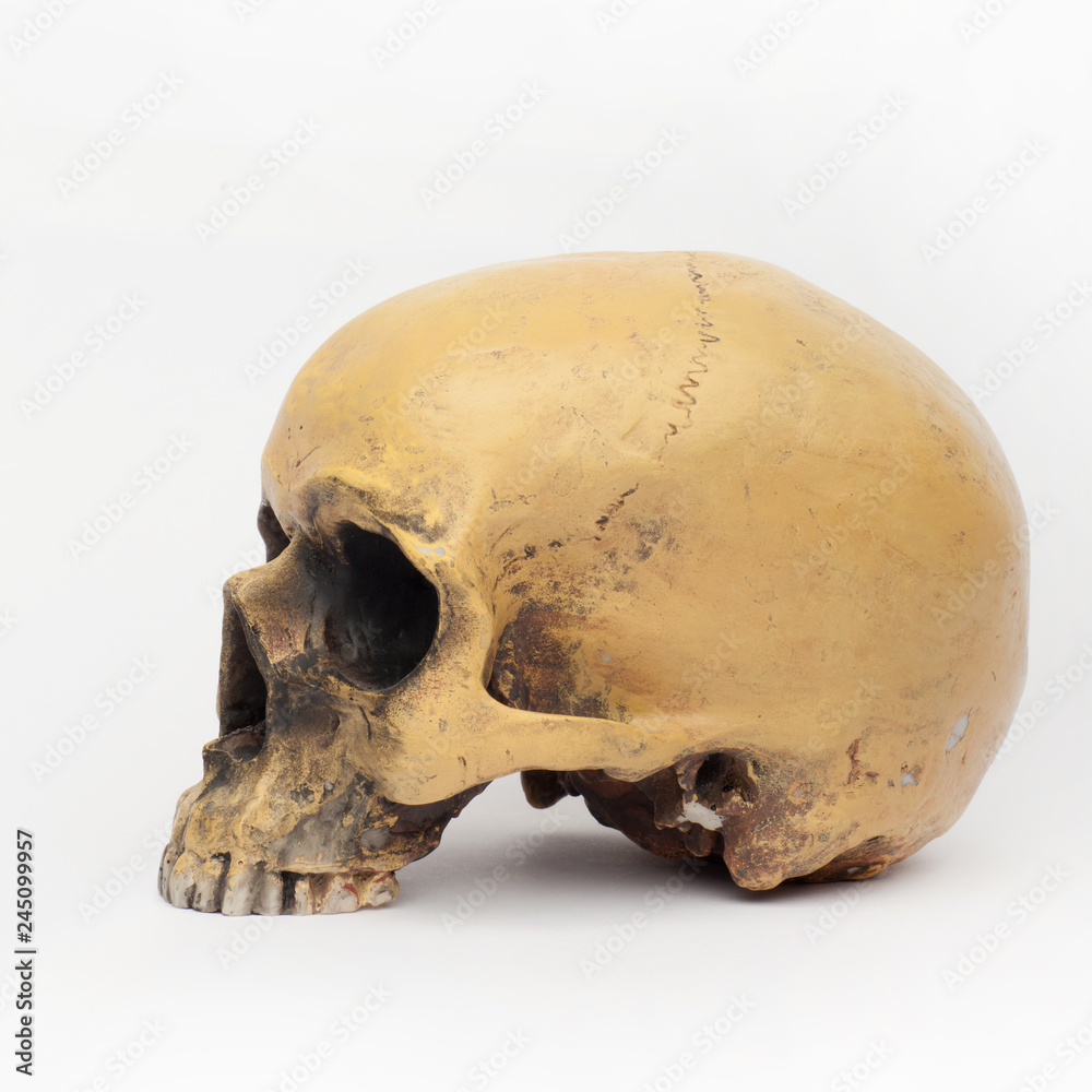 Sideview of a human skull on the white background Sideview of a human skull on the white background