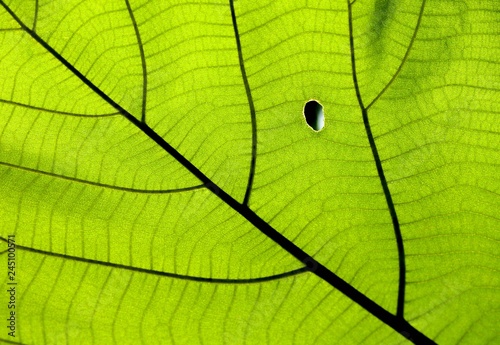 Close up on green leaf texture (background)
