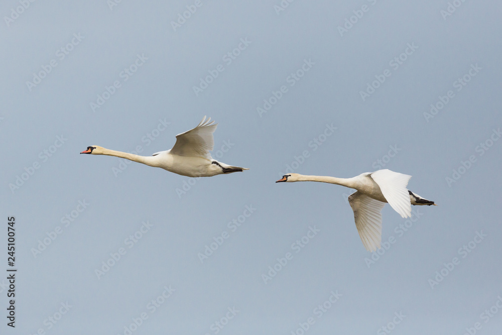 two mute swans (cygnus olor) in consecutive flight two mute swans (cygnus olor) in consecutive flight
