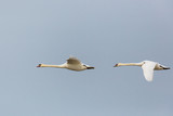 side view portrait two flying mute swans (cygnus olor)